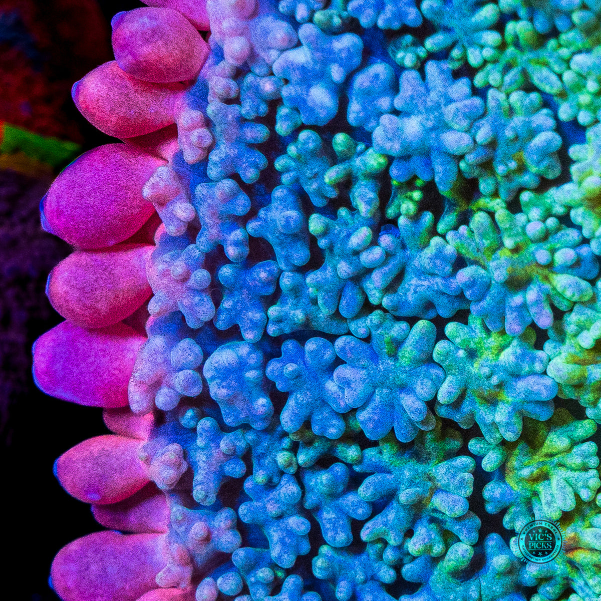 WWC Paradise Cove Carpet Mushroom