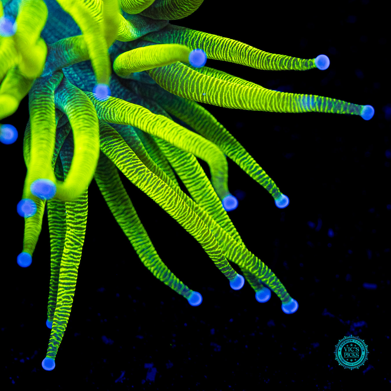Neon Zebra Elegance