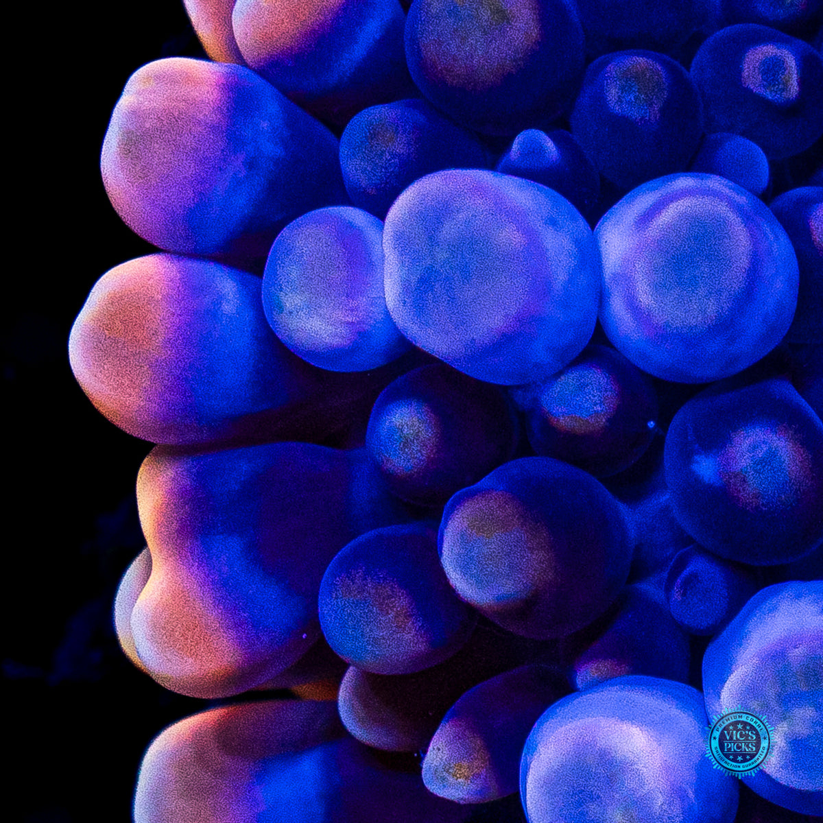 Blueberry Boba Tea Yuma Mushroom