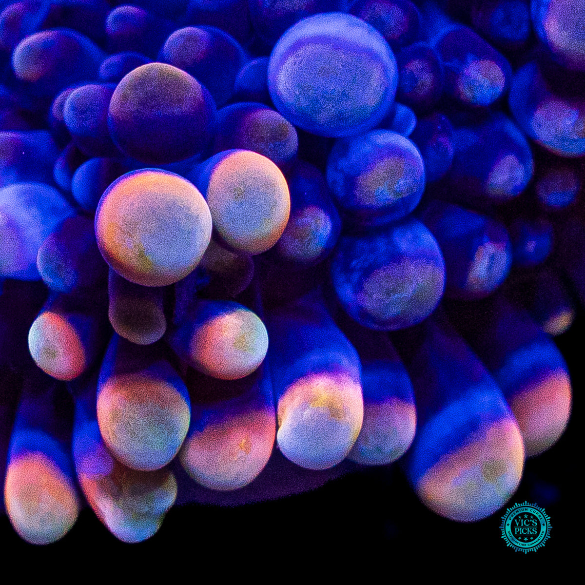 Blueberry Boba Tea Yuma Mushroom