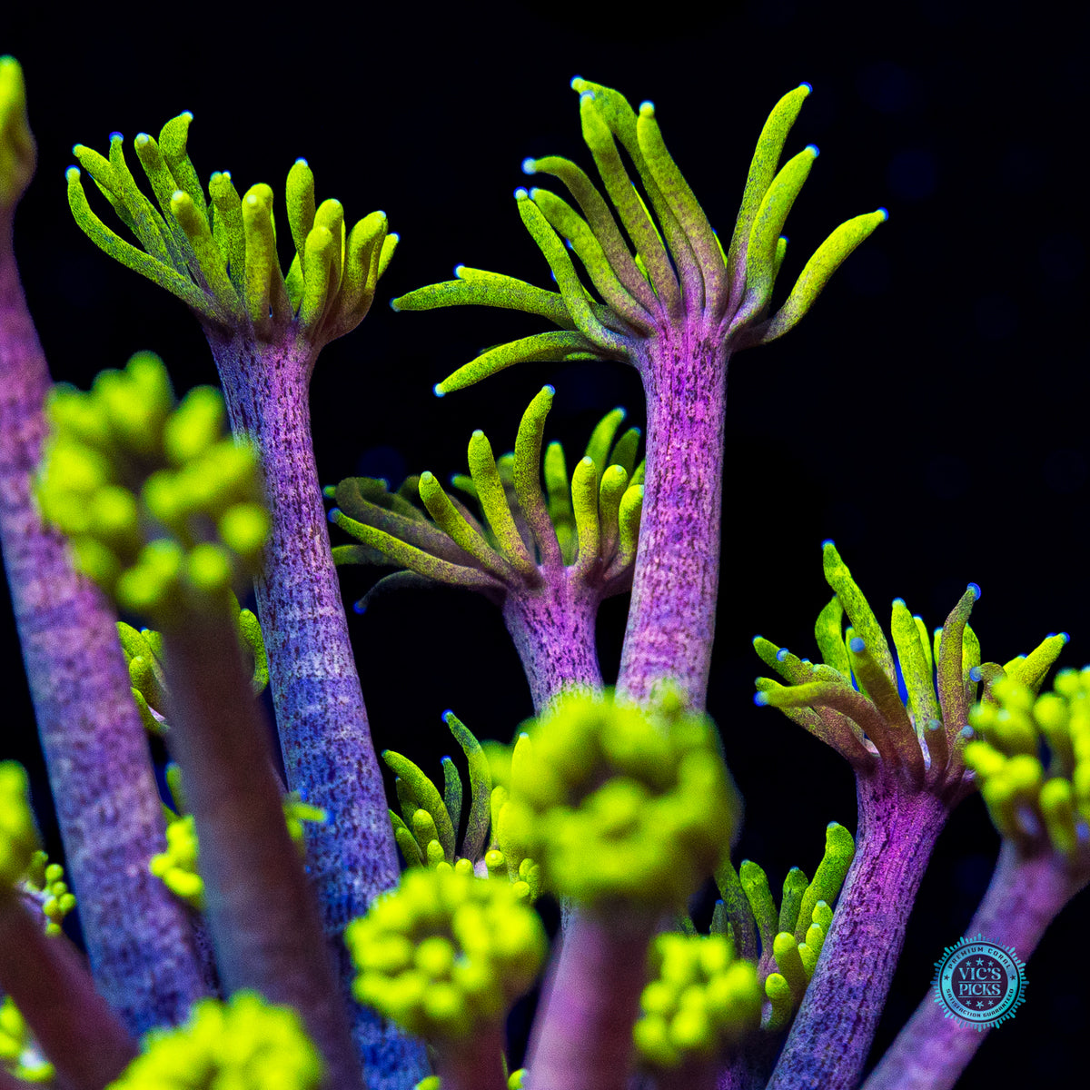 WWC Hail Hydra Goniopora