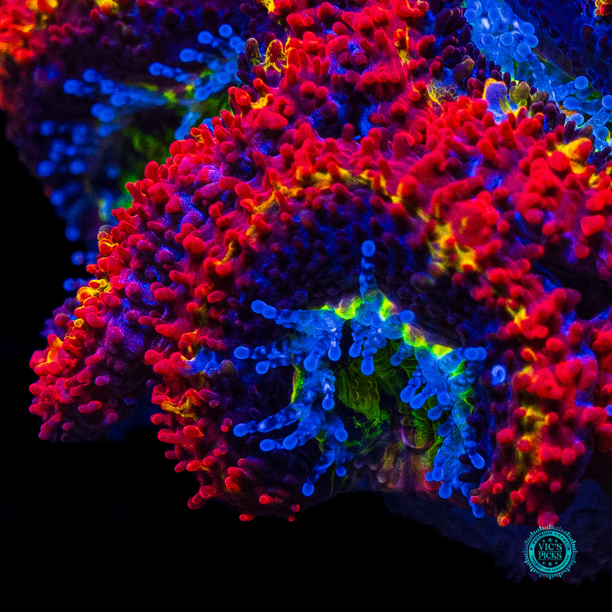 WWC Rainbow Blaster Aussie Lord