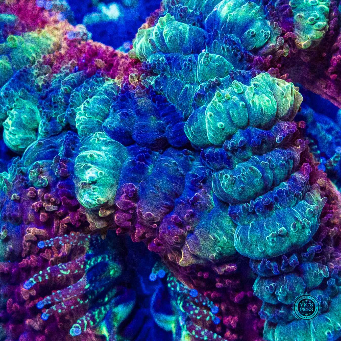 Mystic Berry Asian Lord