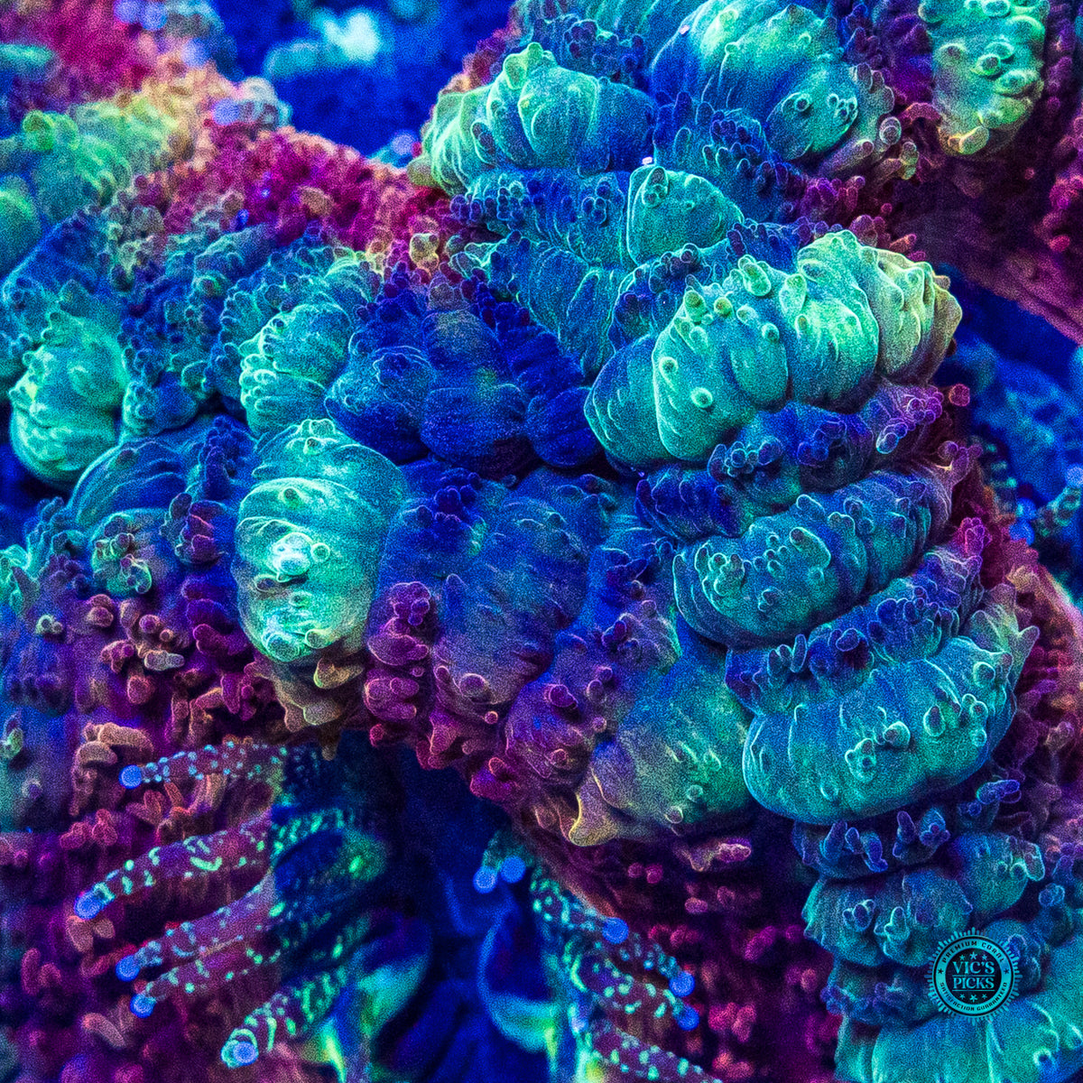Mystic Berry Asian Lord