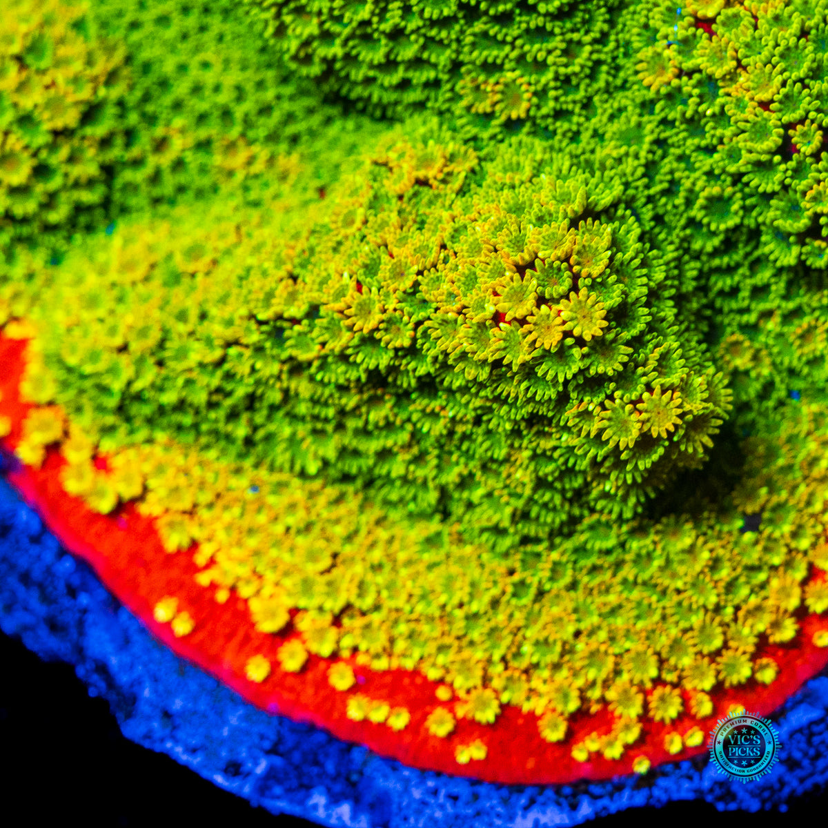 Tyree Sunset Montipora