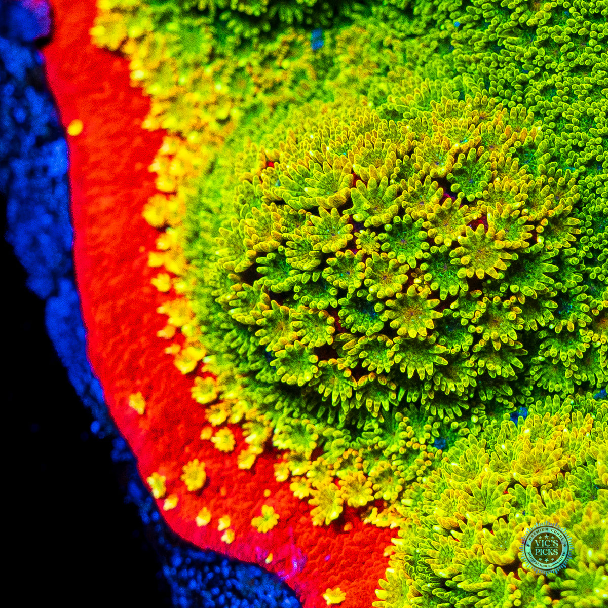 Tyree Sunset Montipora