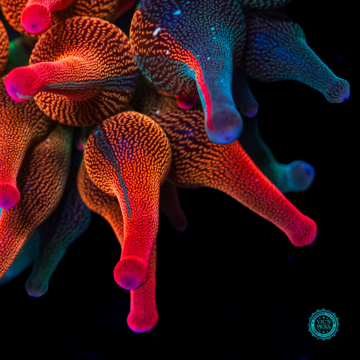 Nexus Burst Grafted Bubble Anemone