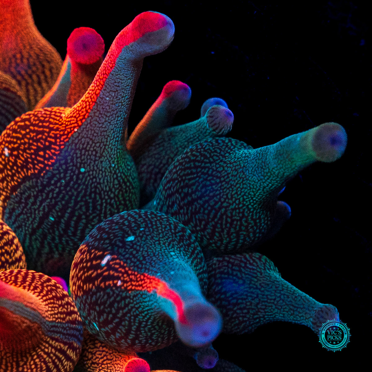 Nexus Burst Grafted Bubble Anemone