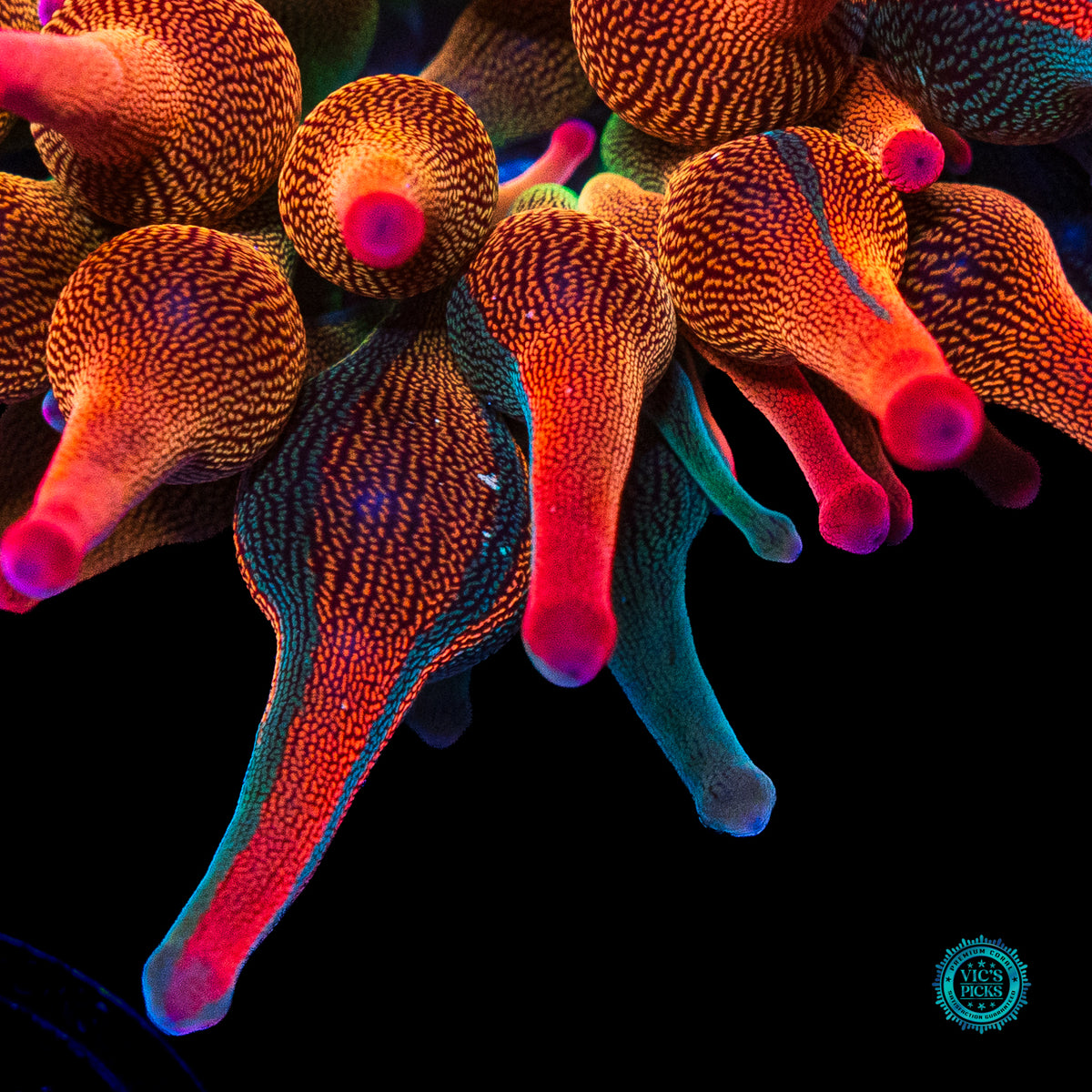 Nexus Burst Grafted Bubble Anemone