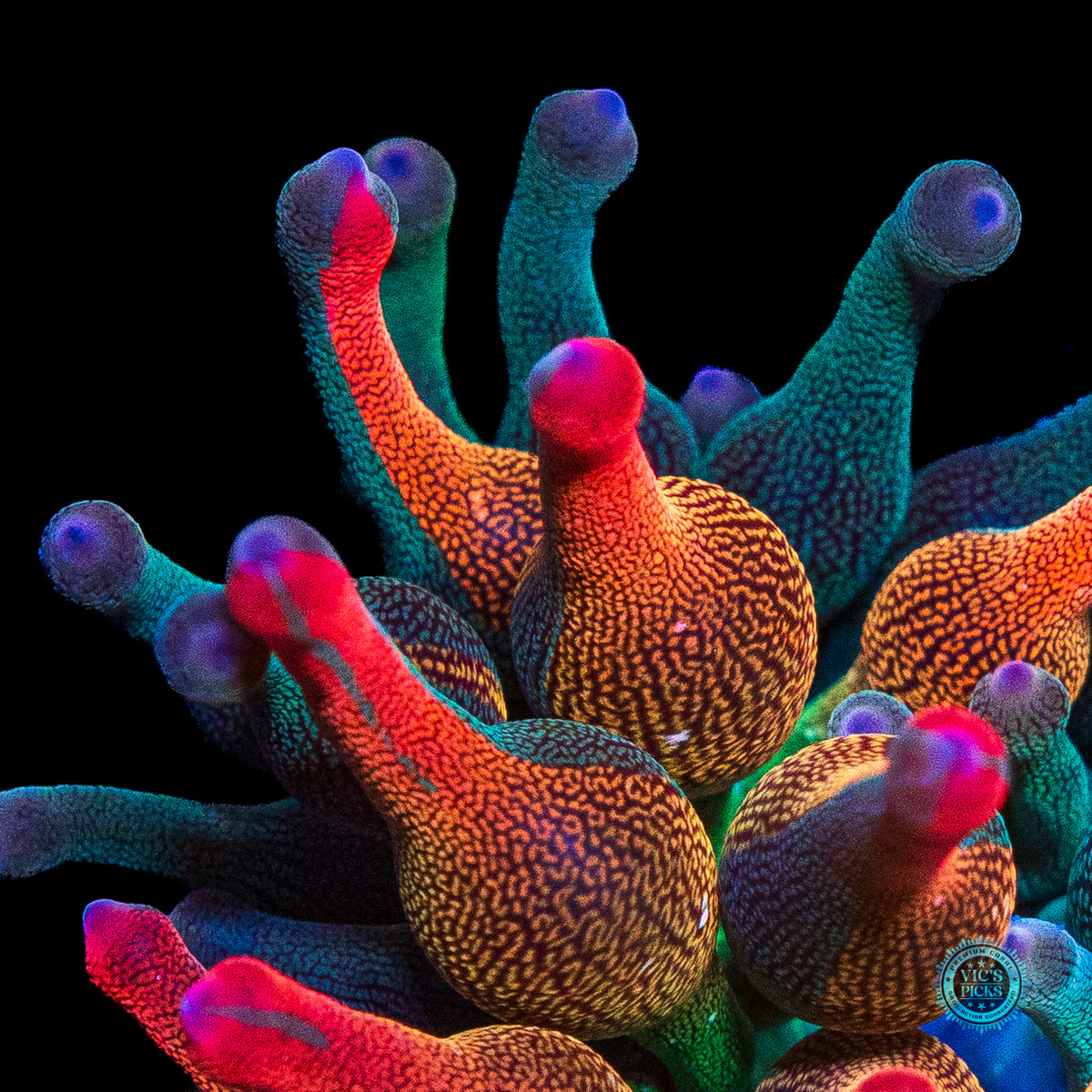 Nexus Burst Grafted Bubble Anemone