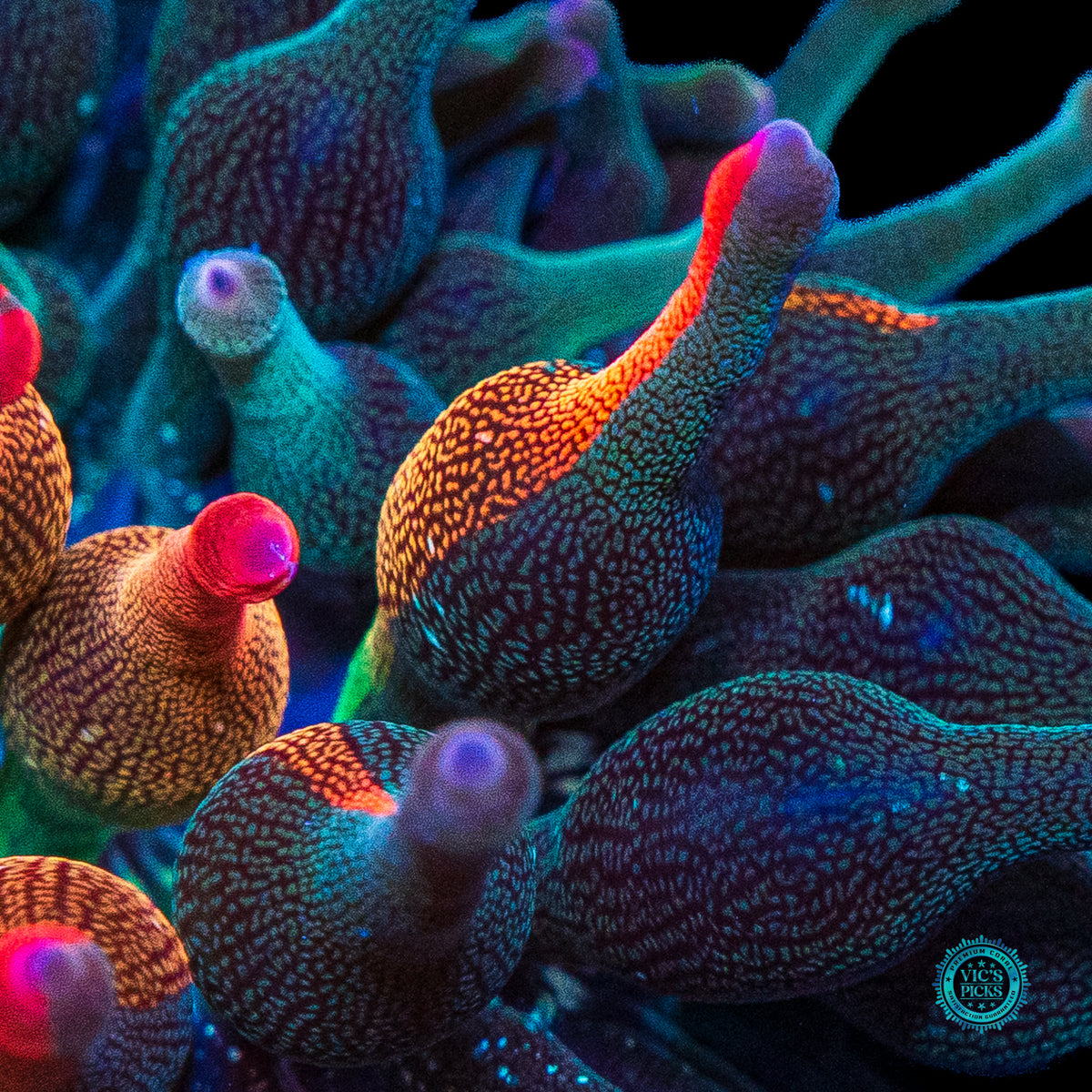Nexus Burst Grafted Bubble Anemone