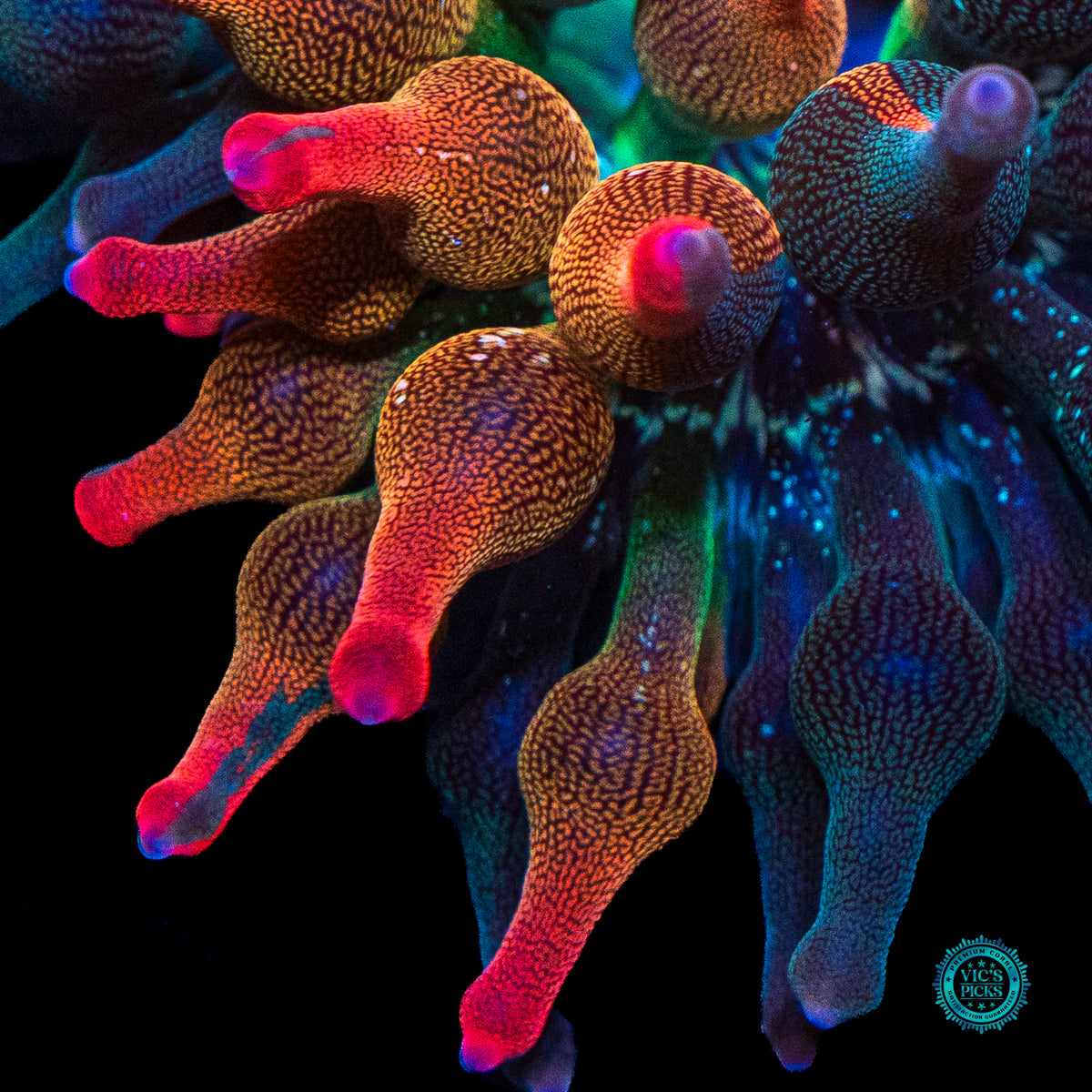 Nexus Burst Grafted Bubble Anemone