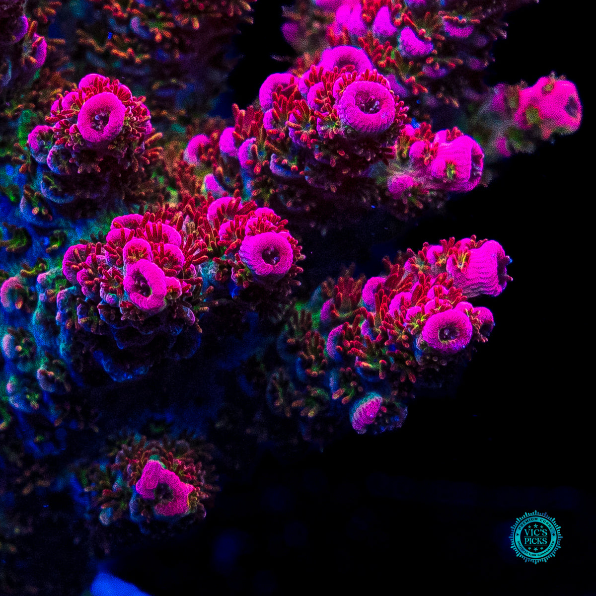 WWC Jello Shot Acropora