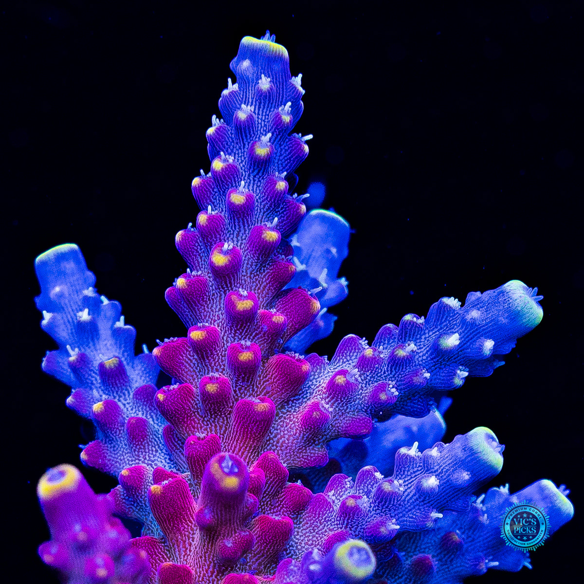 GWS Arcoiris Acropora