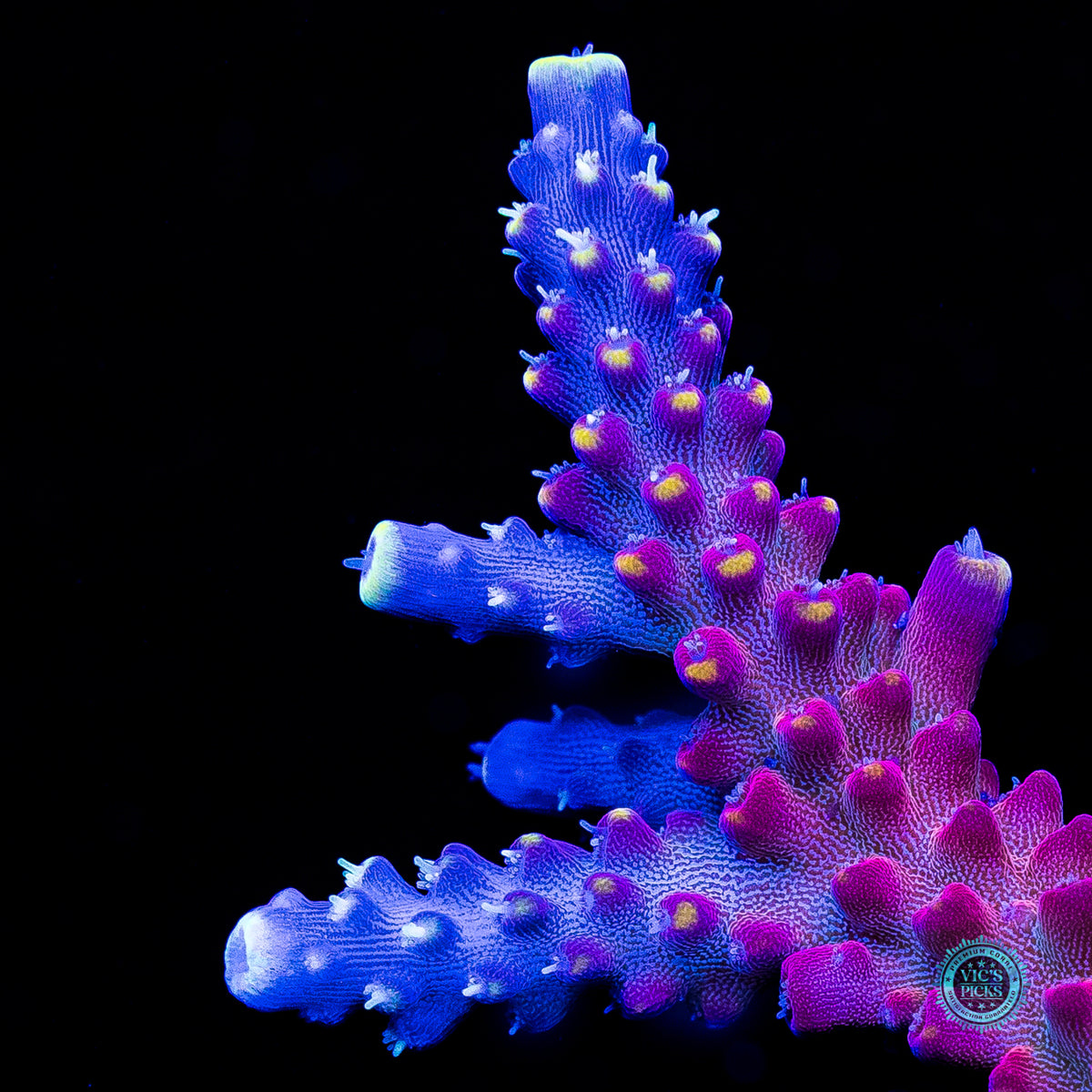 GWS Arcoiris Acropora