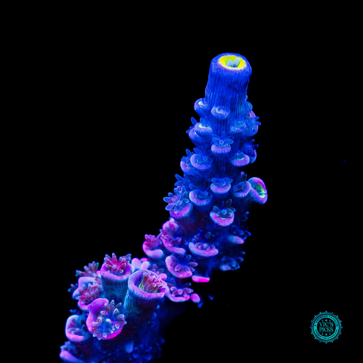 WWC Sabotage Tenuis Acropora