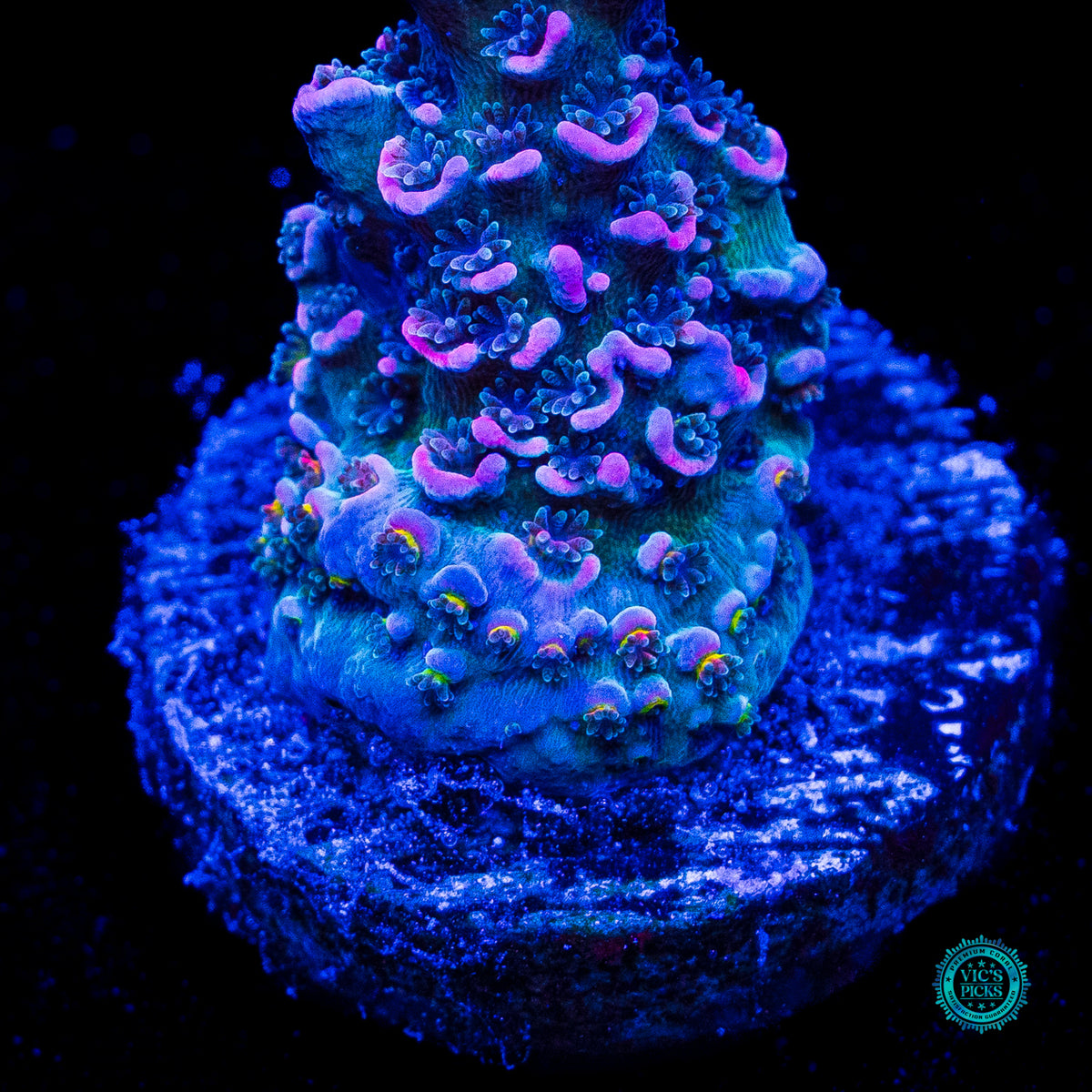 WWC Sabotage Tenuis Acropora