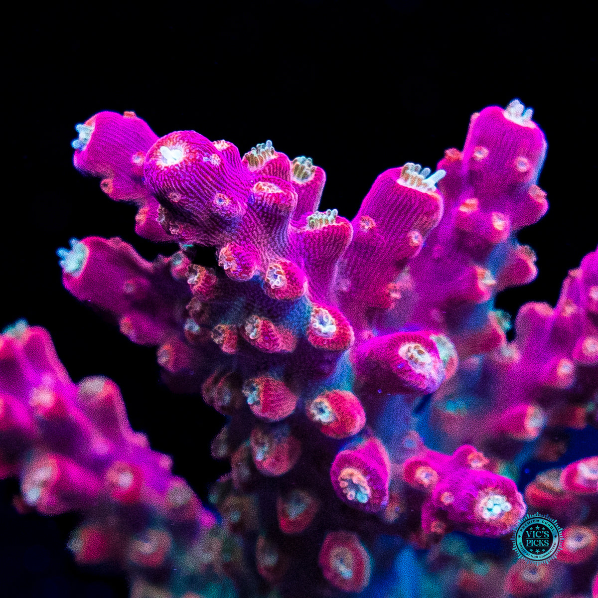 Jason Fox Shock Tart Acropora