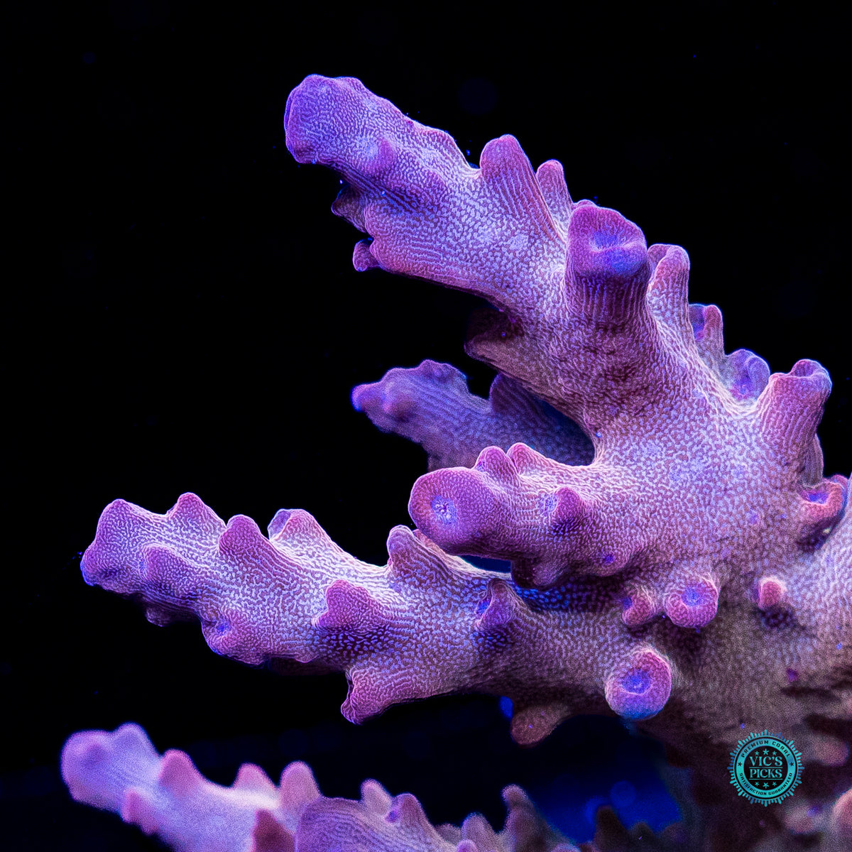 WWC Joe Dirte Acropora