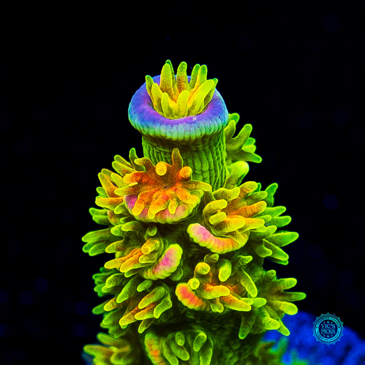 Jason Fox Homewrecker Tenuis Acropora