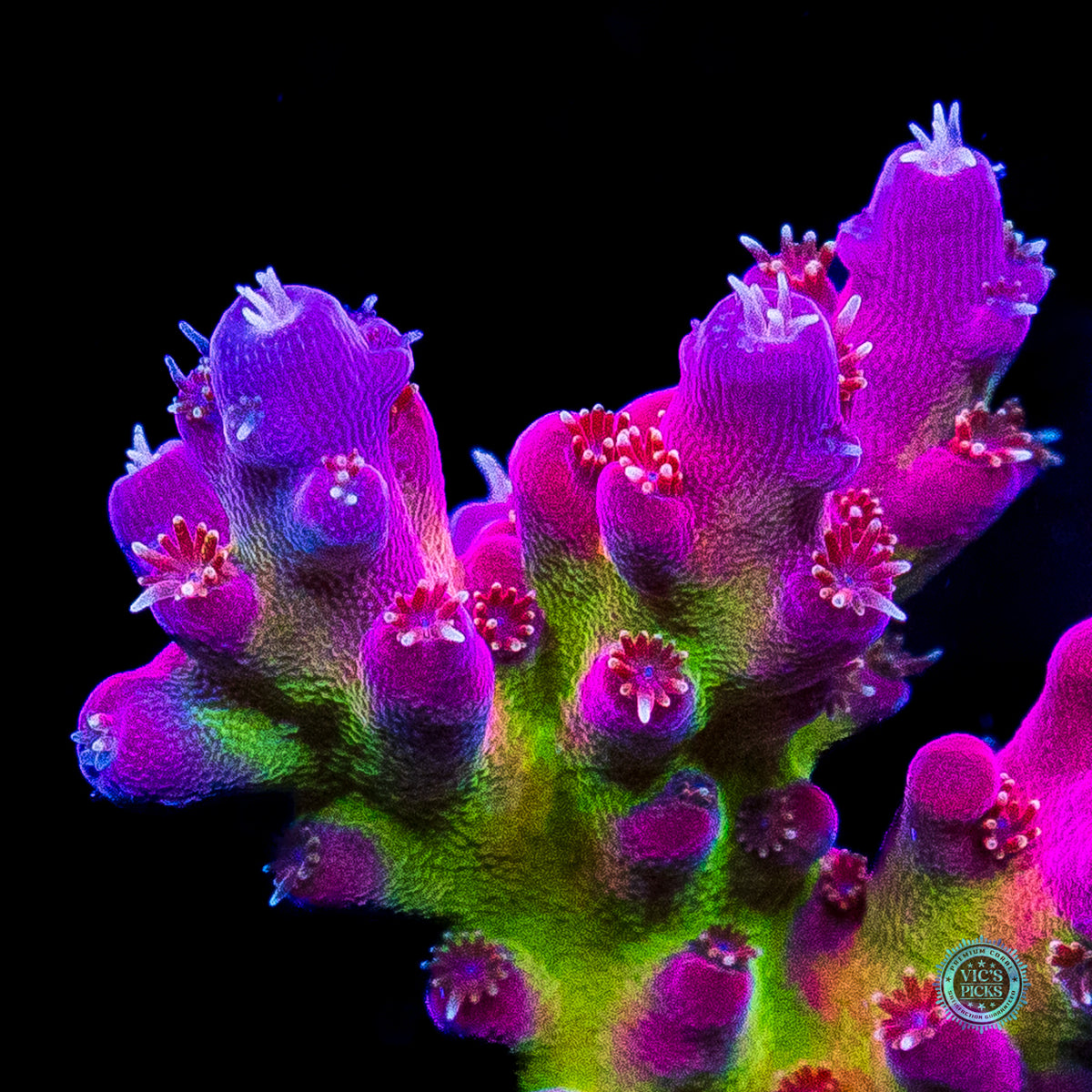 WWC Whiplash Acropora