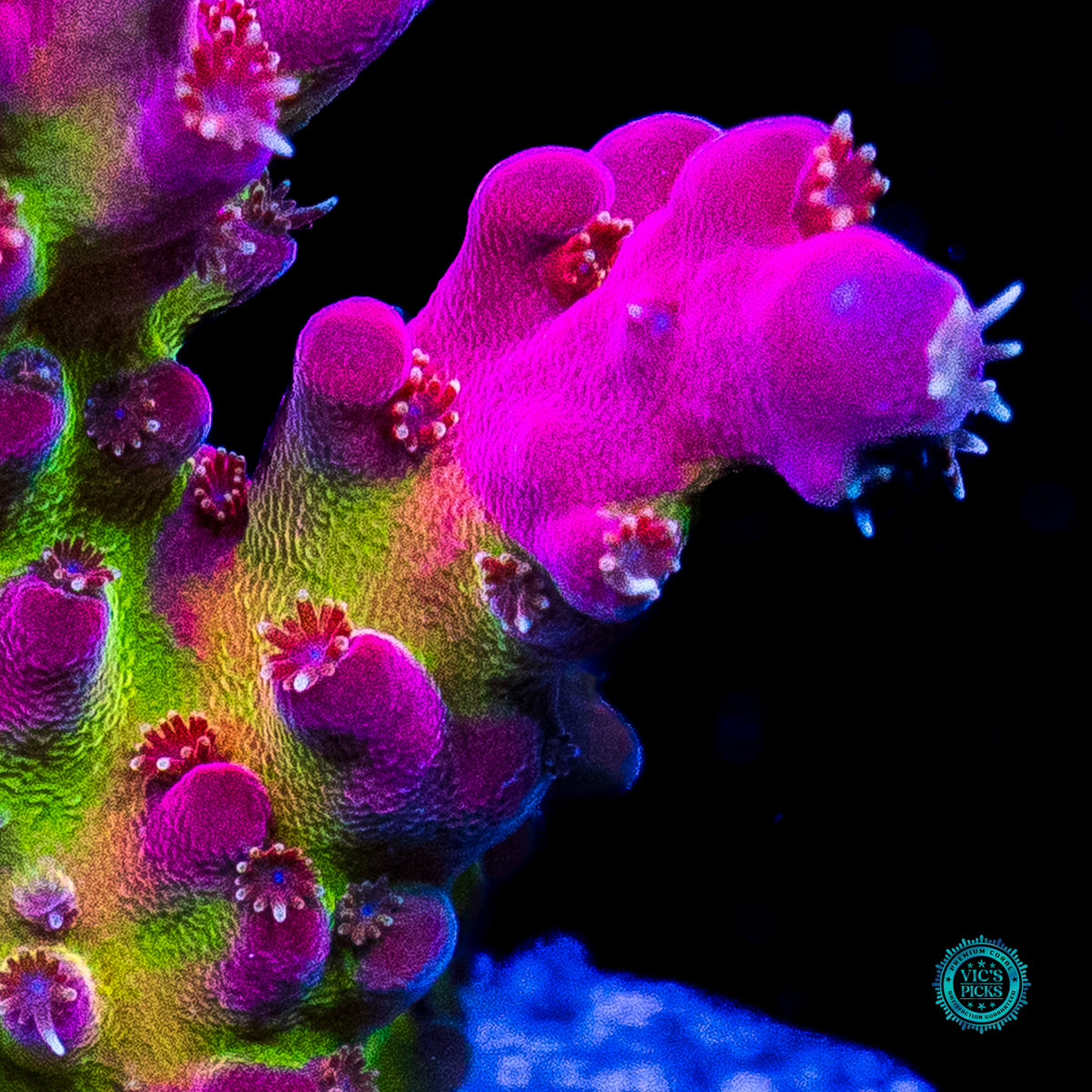 WWC Whiplash Acropora