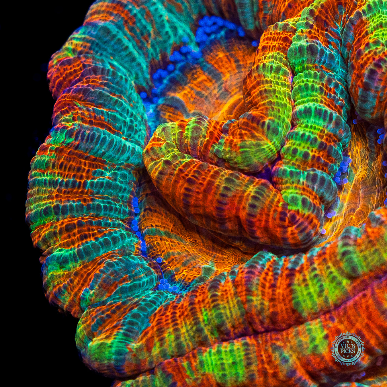 Rainbow Tiger Symphyllia Wilsoni