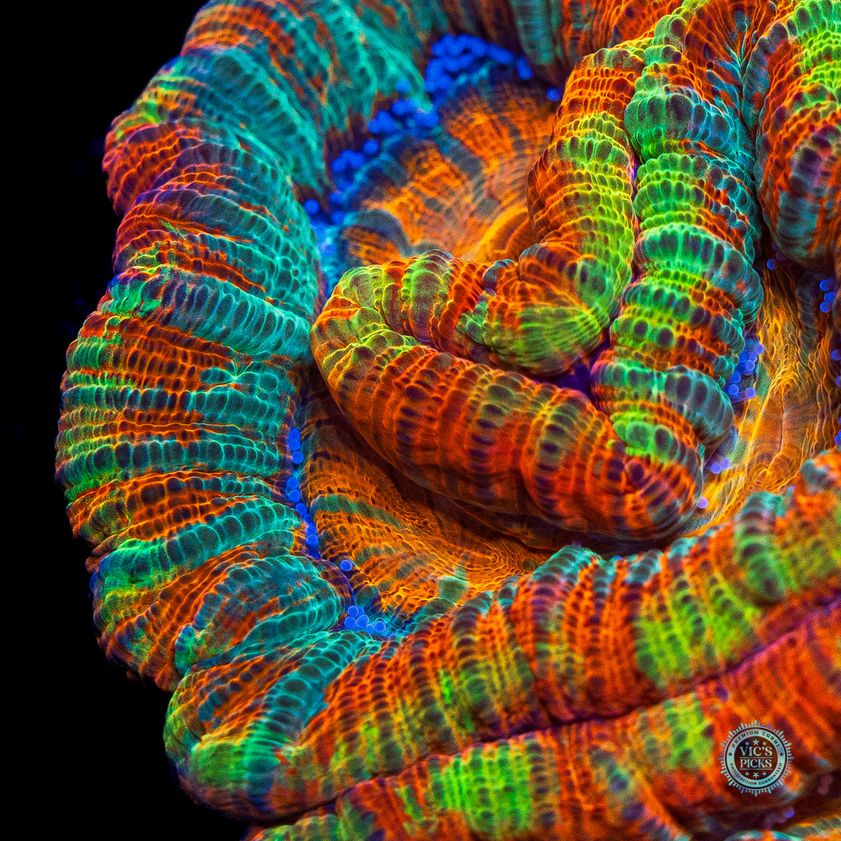 Rainbow Tiger Symphyllia Wilsoni