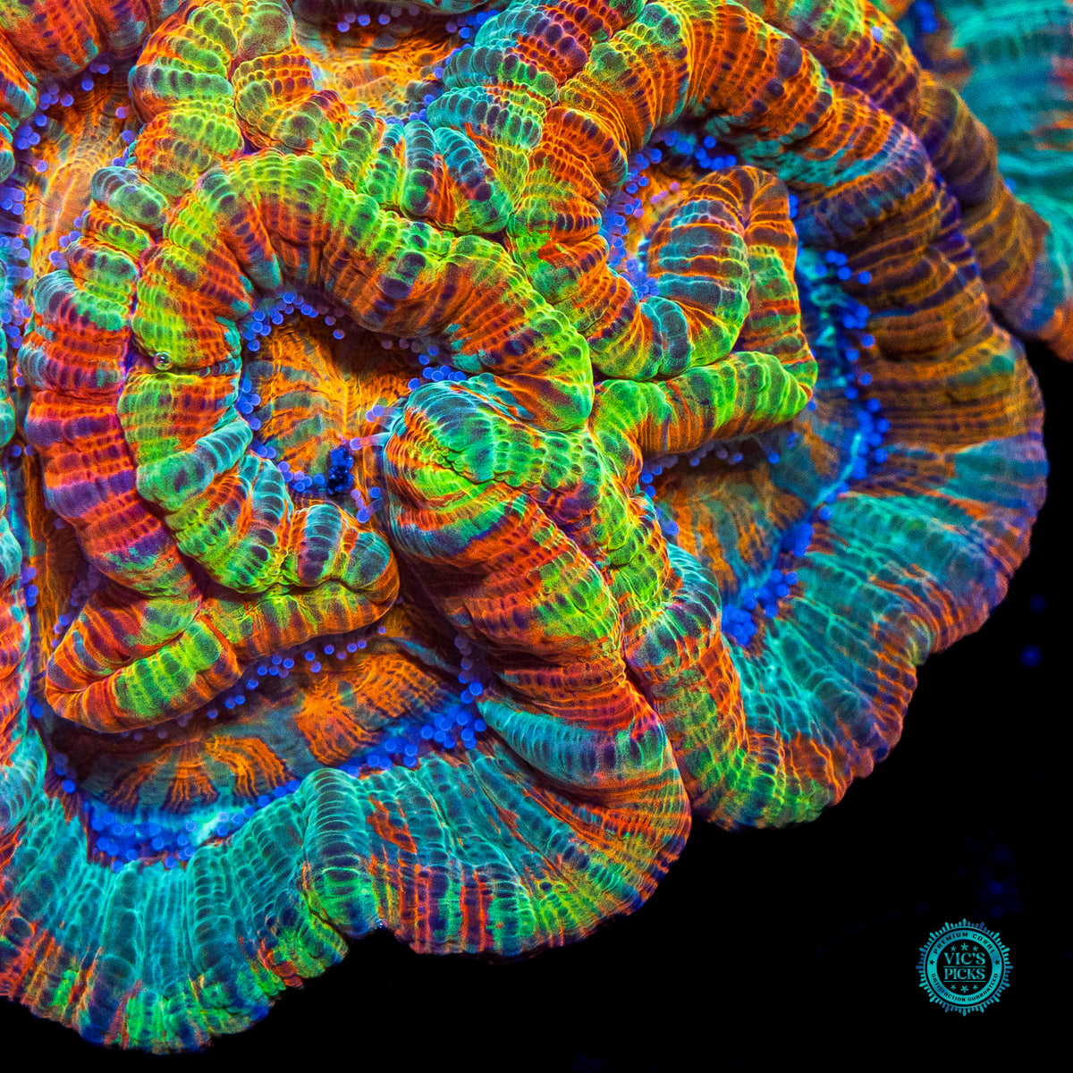 Rainbow Tiger Symphyllia Wilsoni