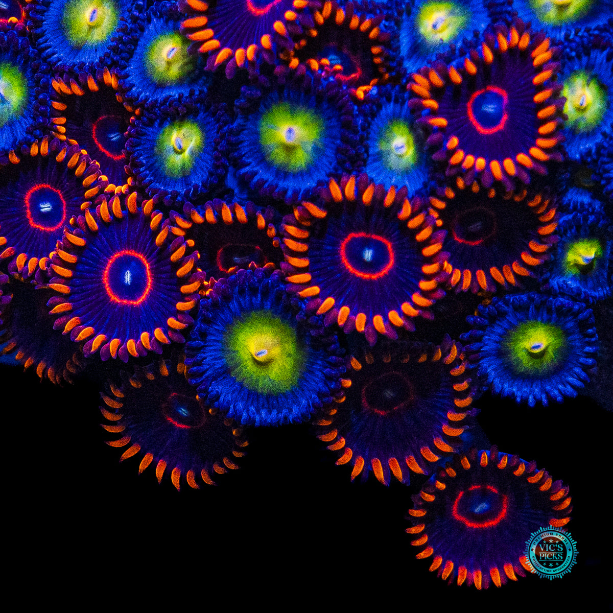 WWC AOI, Red Hornet and Alpha Omega Combo Zoanthid
