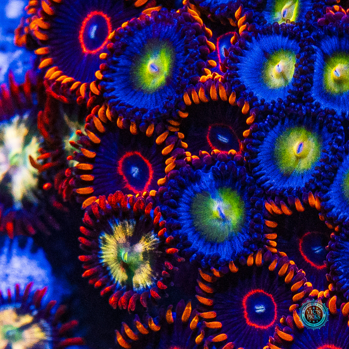WWC AOI, Red Hornet and Alpha Omega Combo Zoanthid