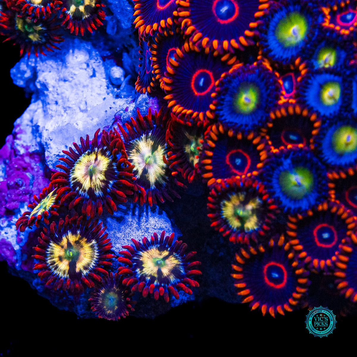 WWC AOI, Red Hornet and Alpha Omega Combo Zoanthid