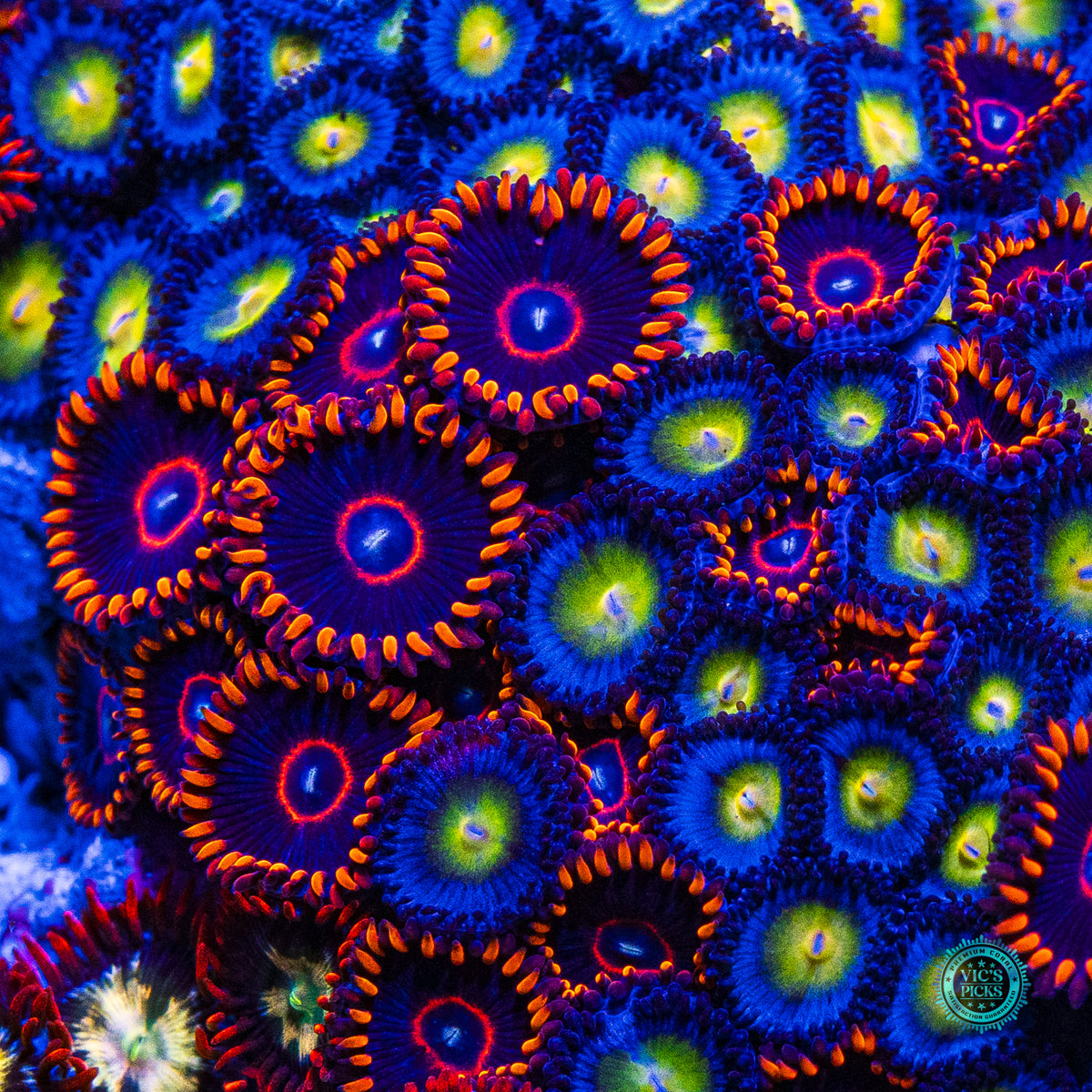 WWC AOI, Red Hornet and Alpha Omega Combo Zoanthid