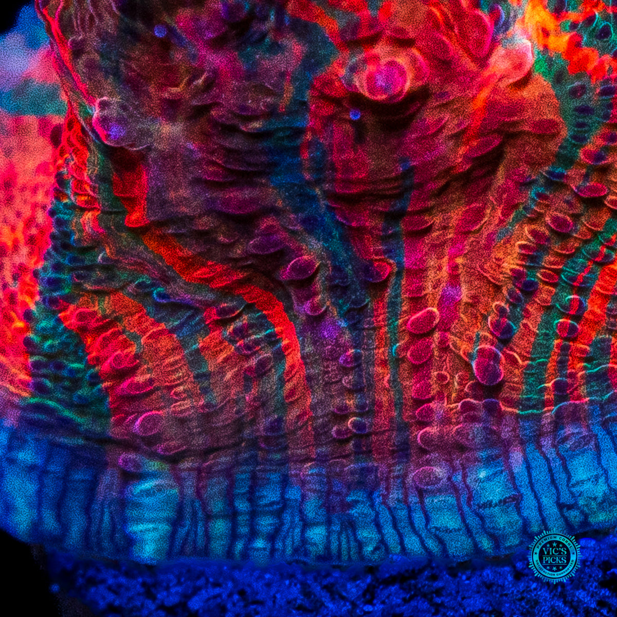 WWC Oil Spill Chalice