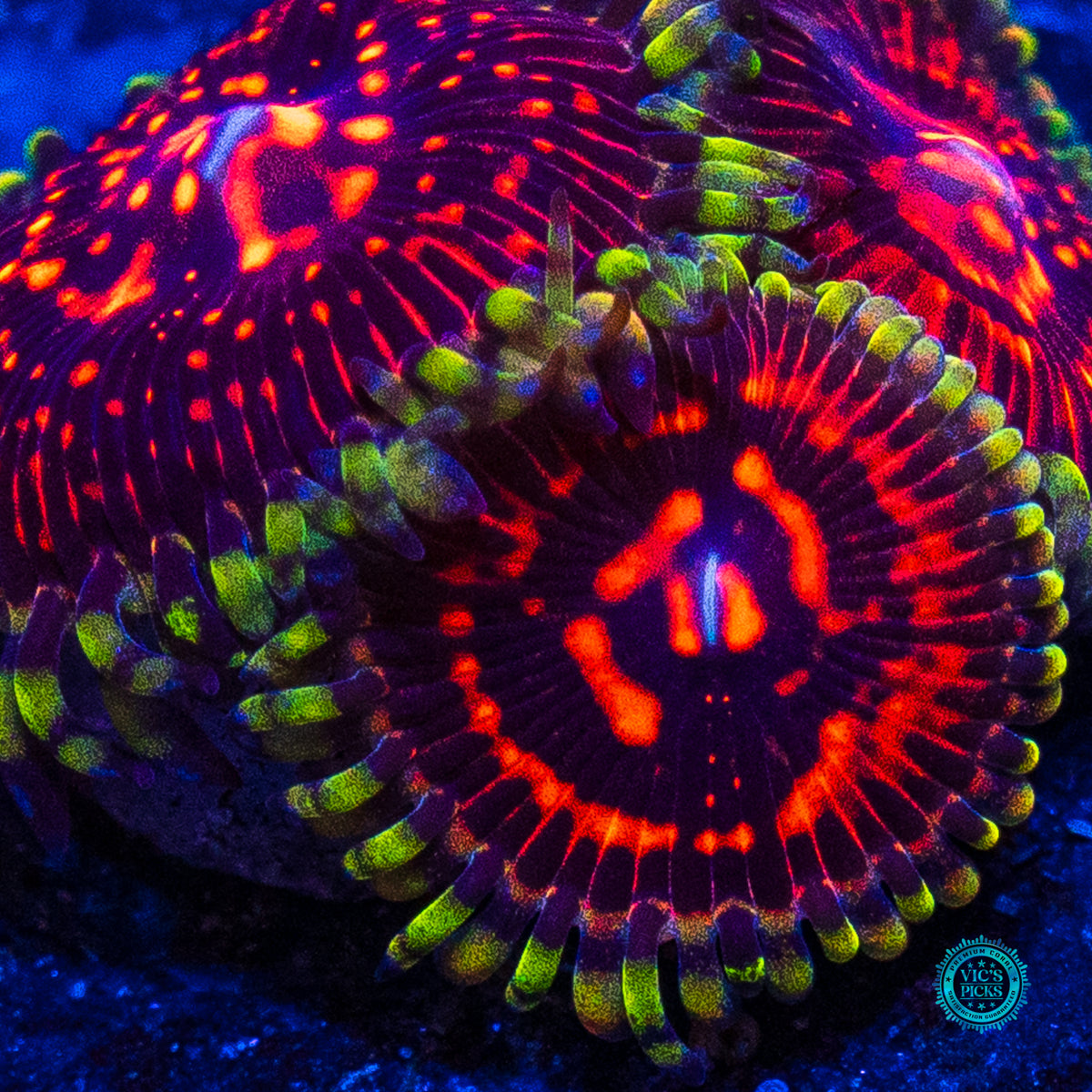 CC Flaming Brohican Zoanthids