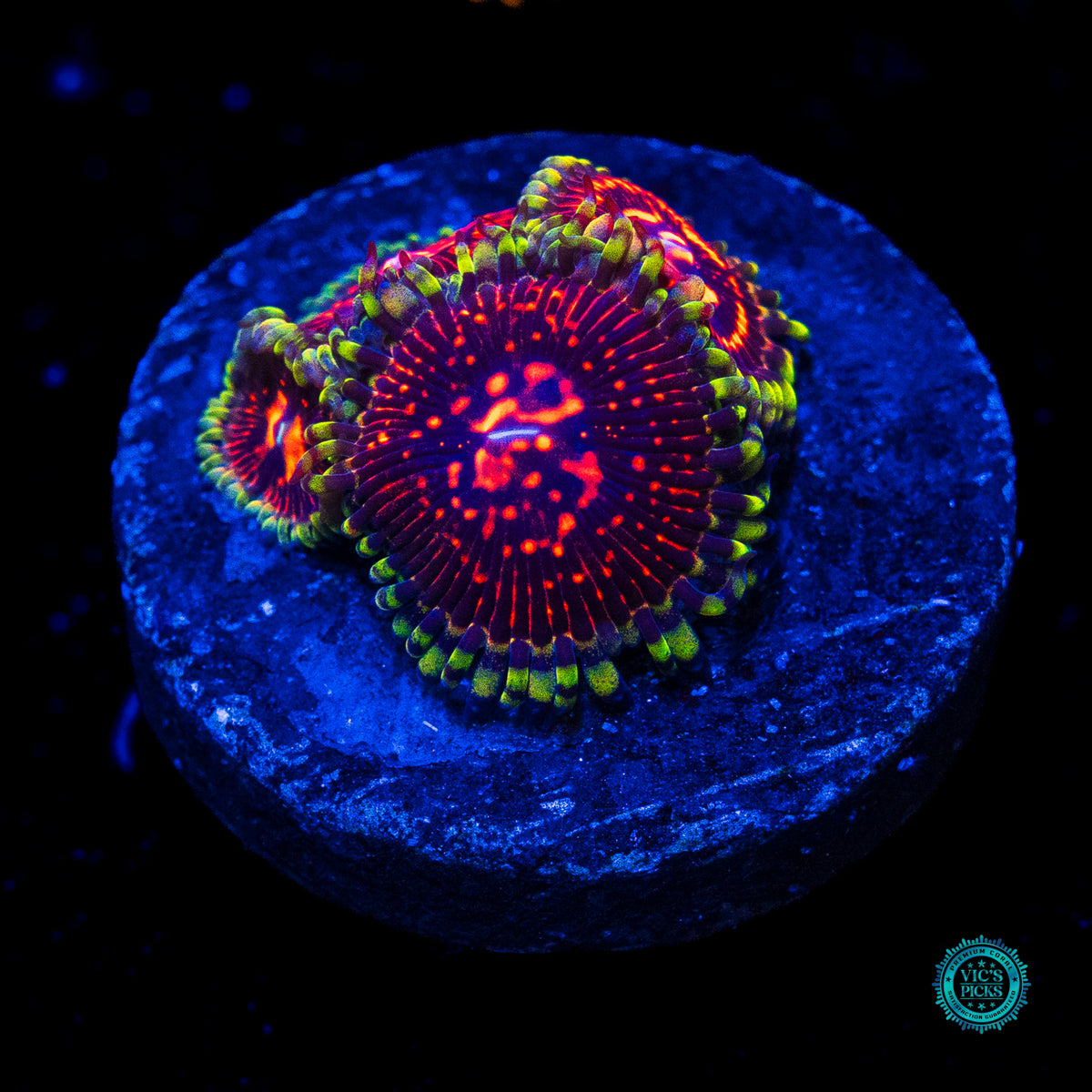 CC Flaming Brohican Zoanthids