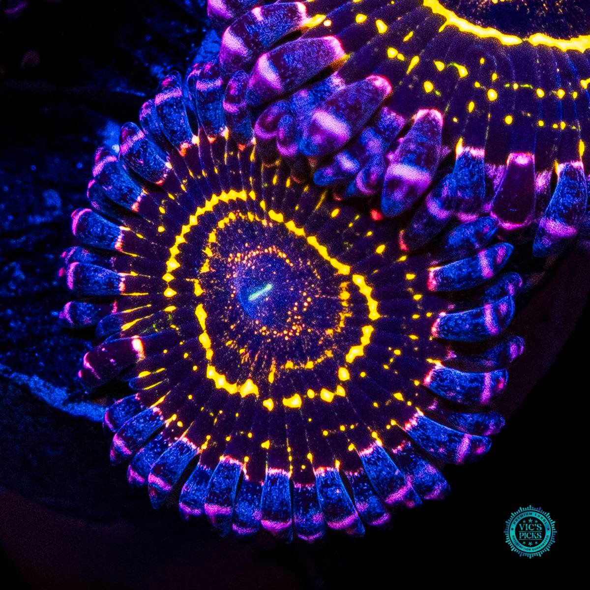 Stratosphere Zoanthids