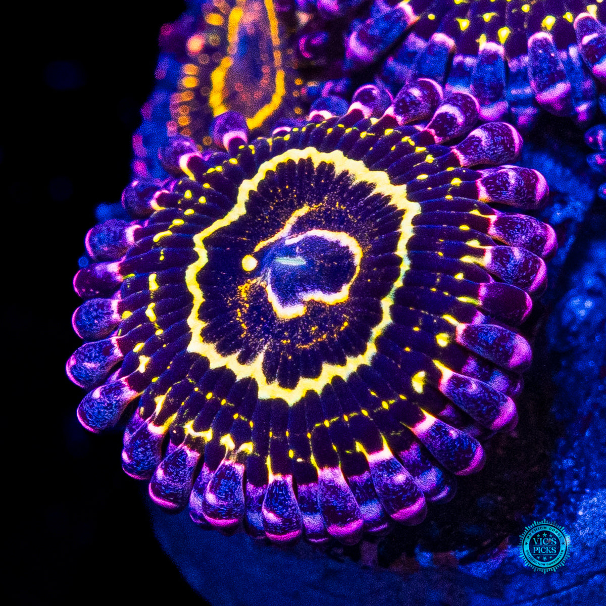 Stratosphere Zoanthids
