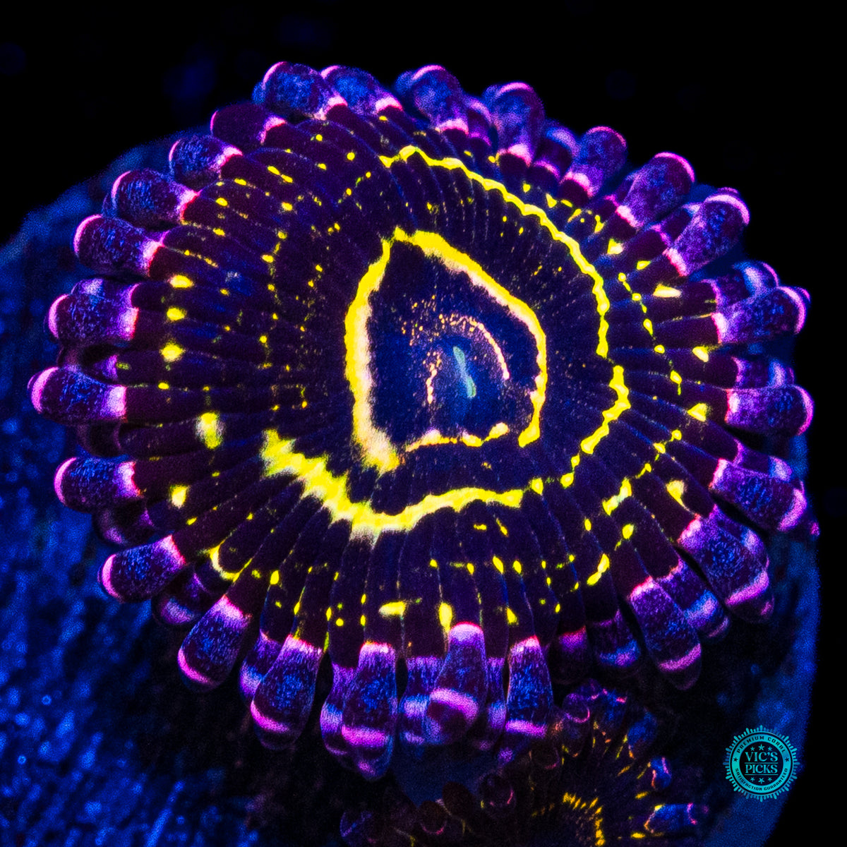 Stratosphere Zoanthids