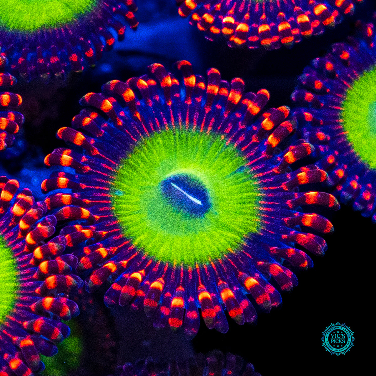 Candy Apple Red Zoanthids