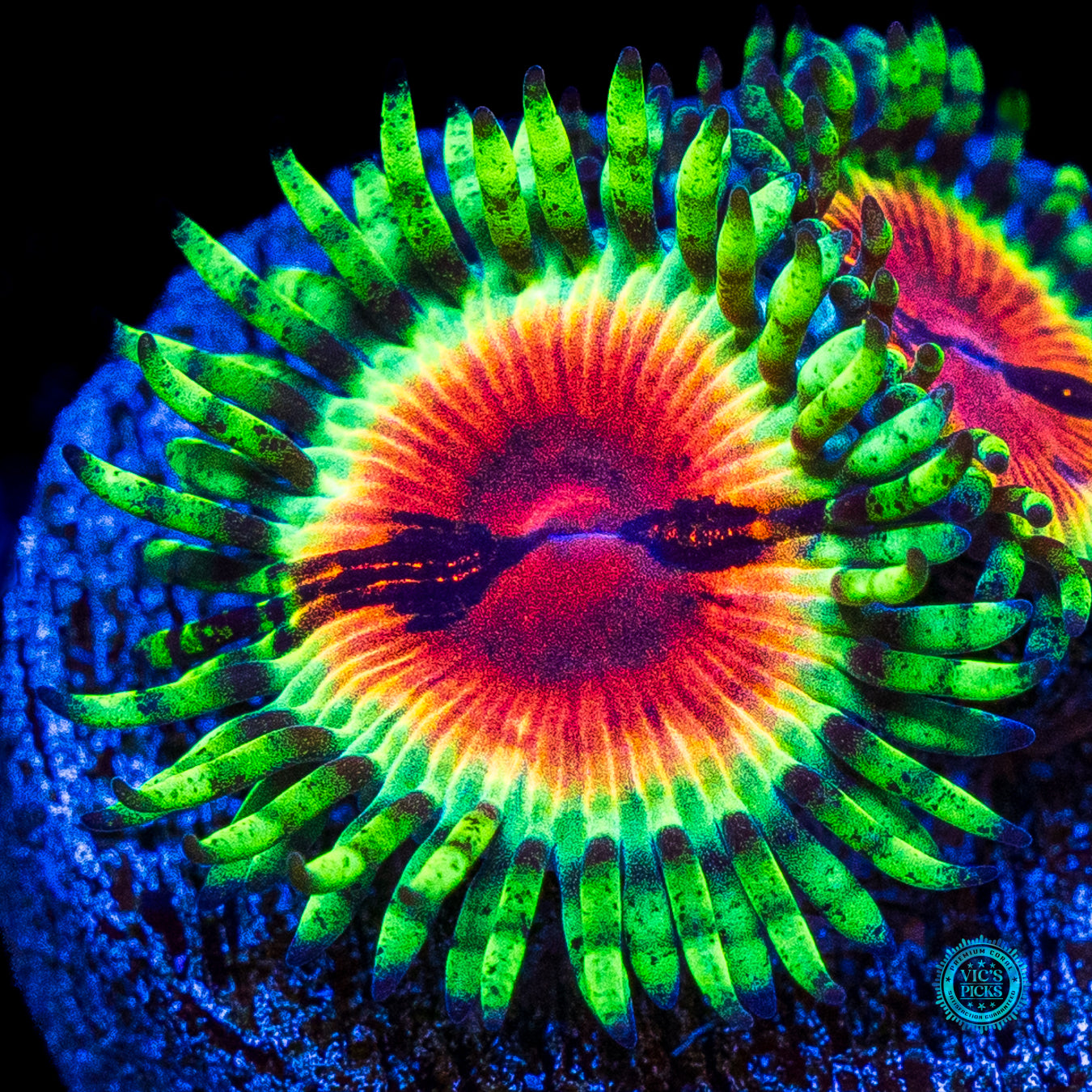 Jason Fox Bloodshot Zoanthids