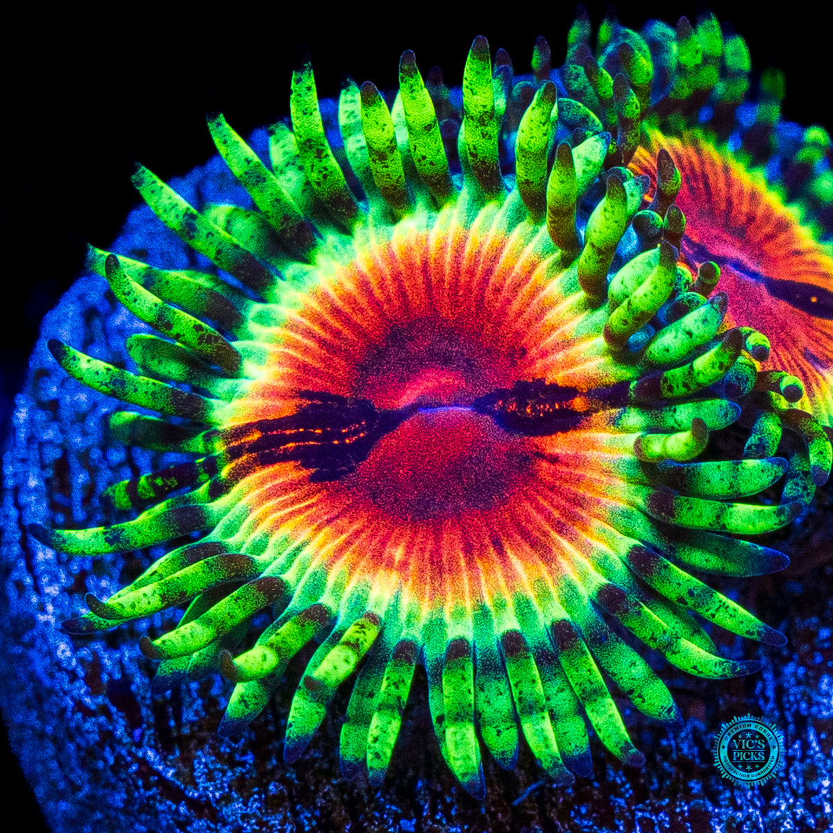 Jason Fox Bloodshot Zoanthids