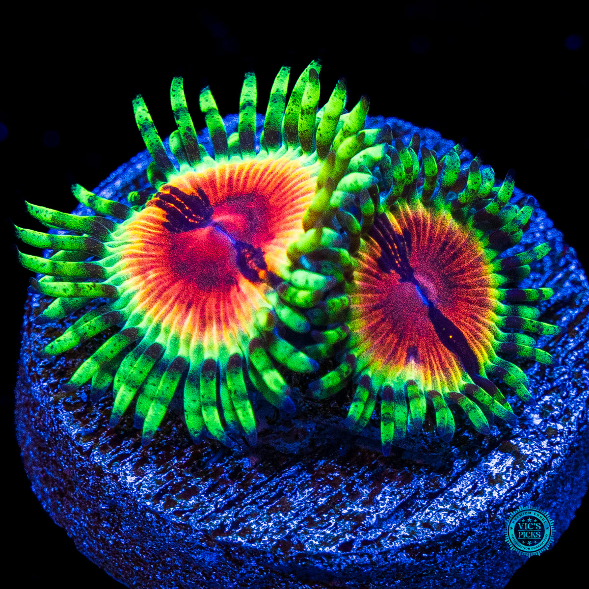 Jason Fox Bloodshot Zoanthids