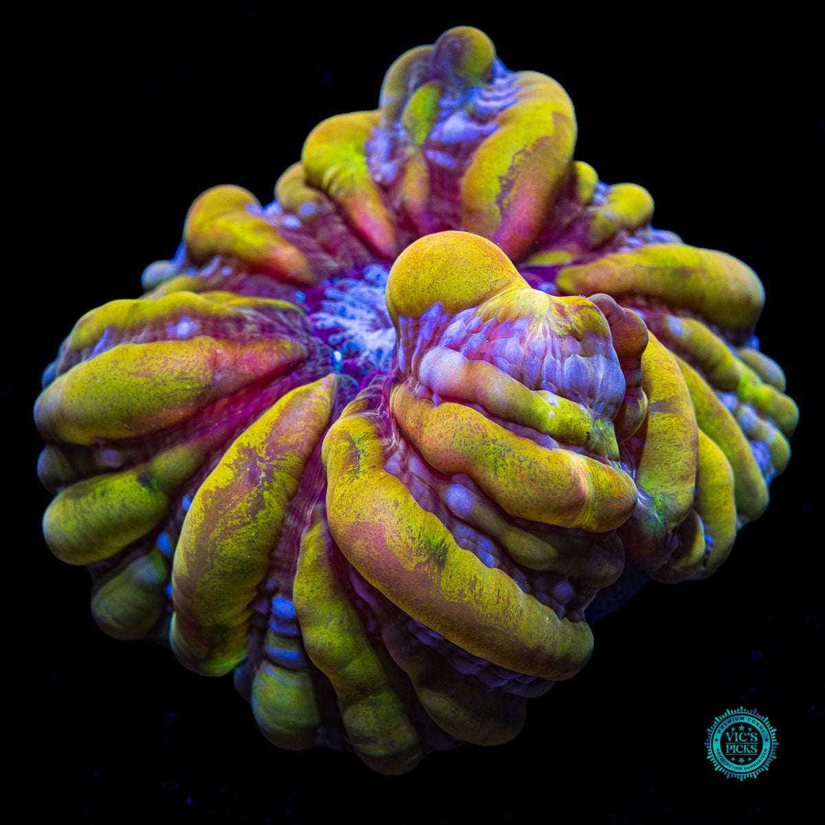 Lemon Lazer Cynarina