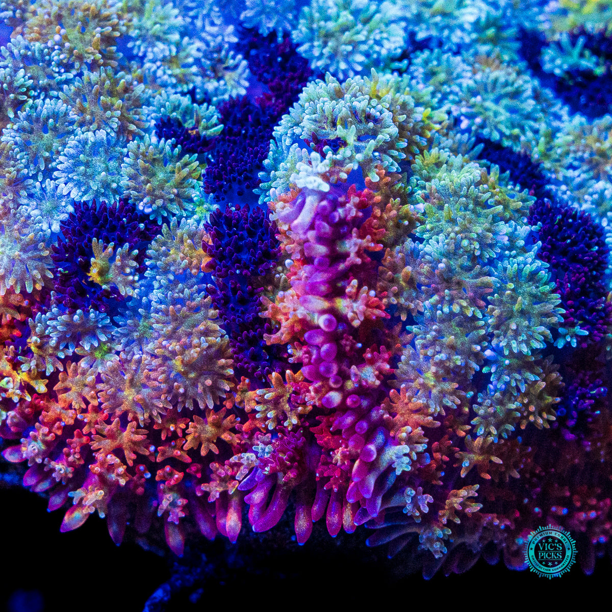Shangri La Carpet Mushroom