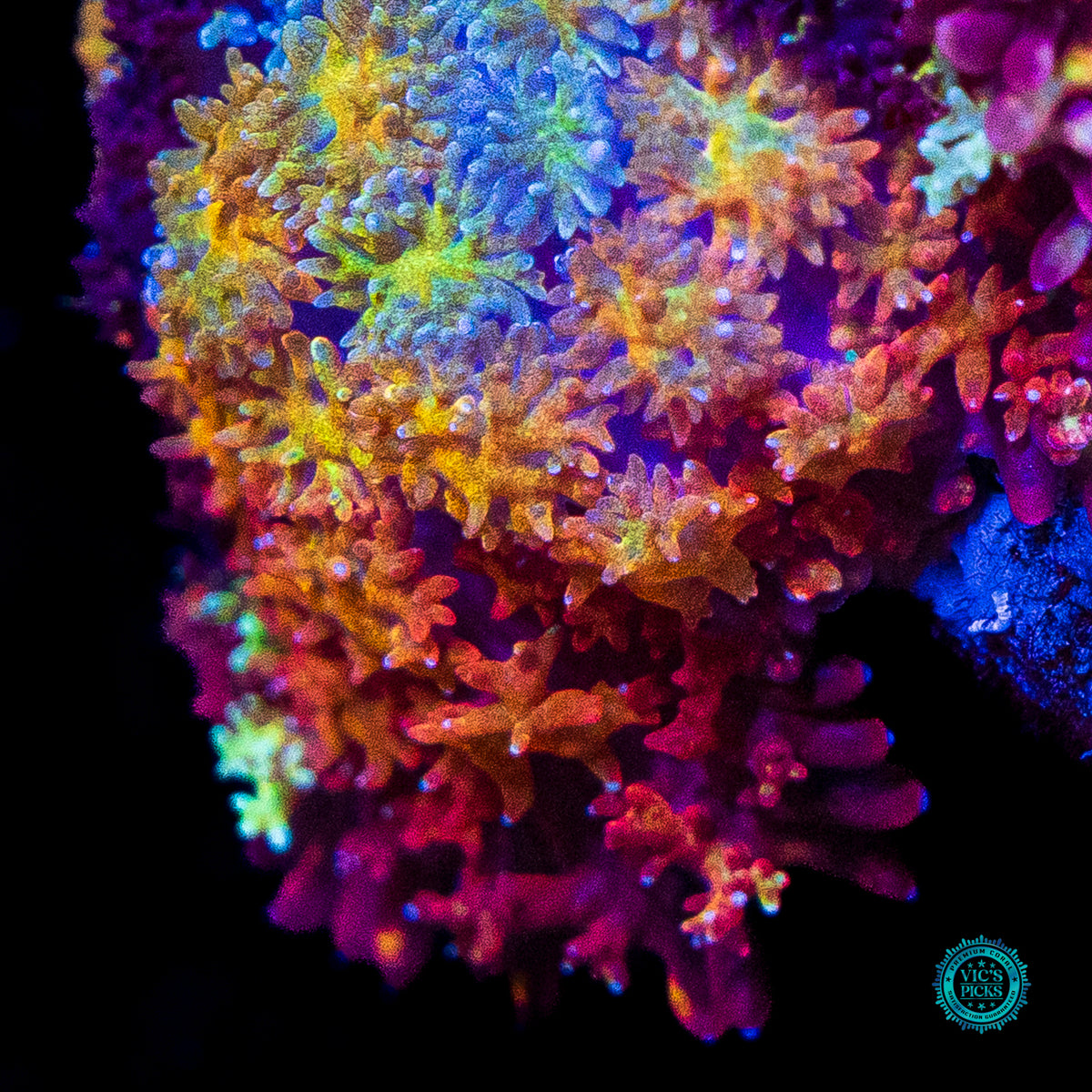 Shangri La Carpet Mushroom