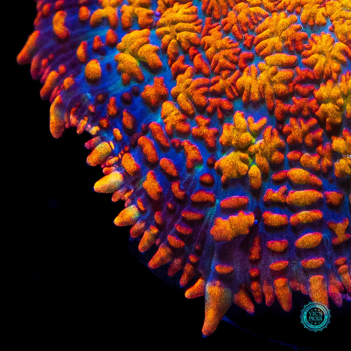Megablaster Rhodactis Mushroom