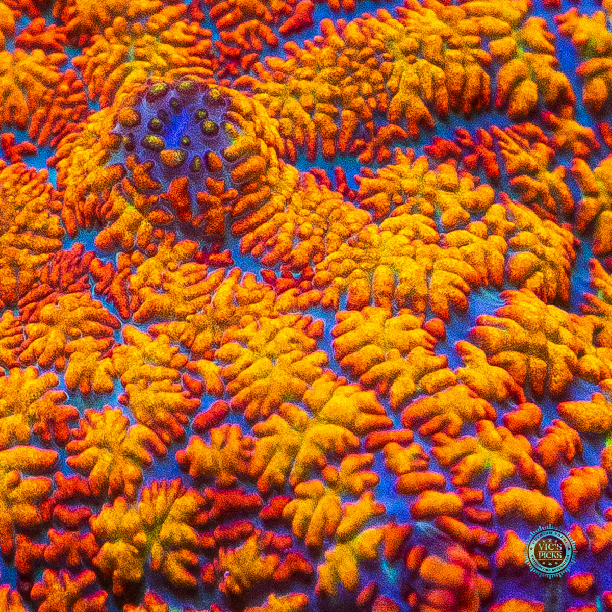 Megablaster Rhodactis Mushroom