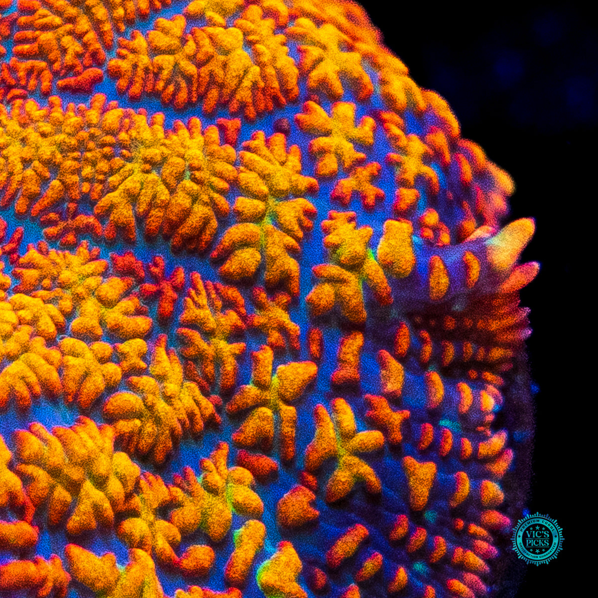 Megablaster Rhodactis Mushroom