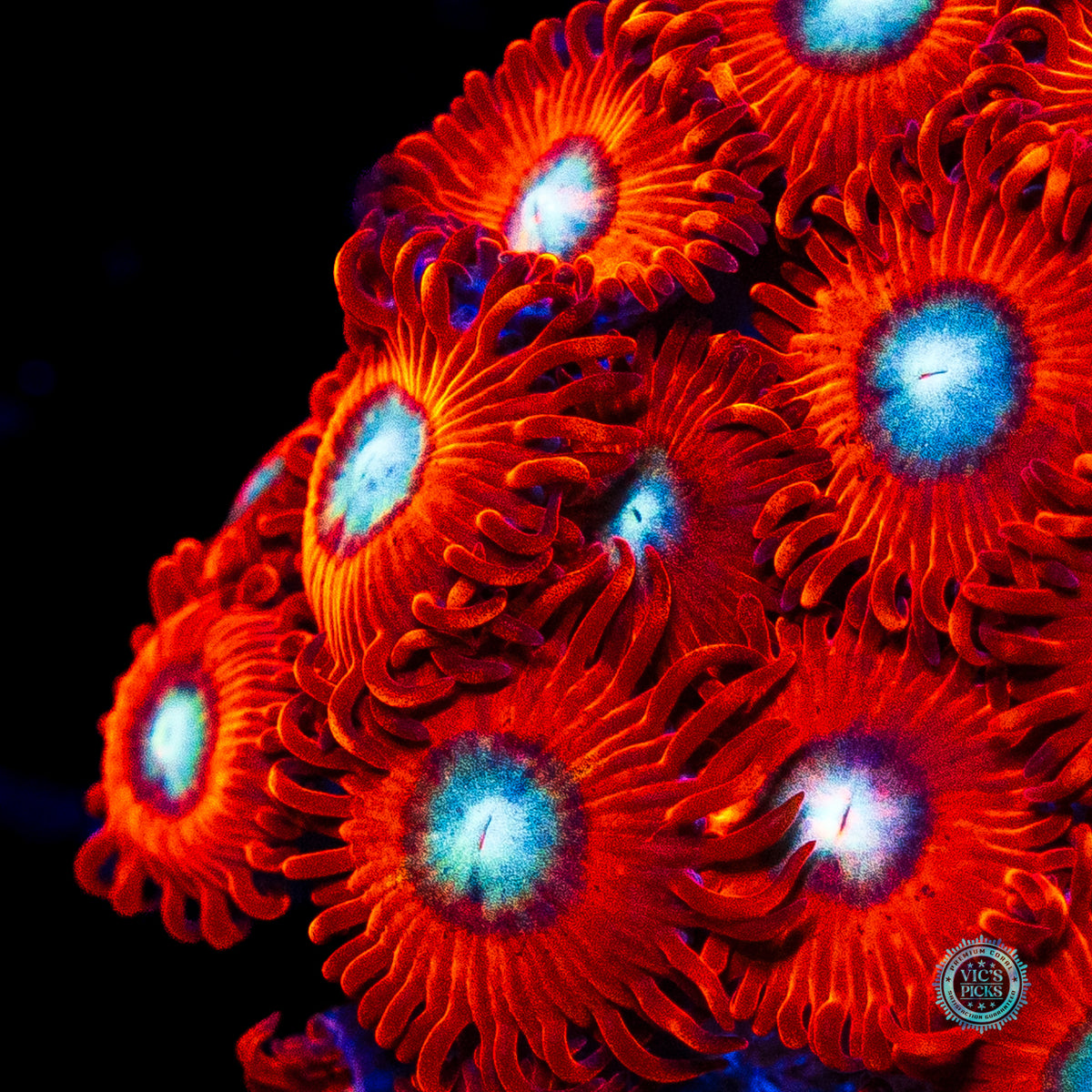 Charmanderz Zoanthids